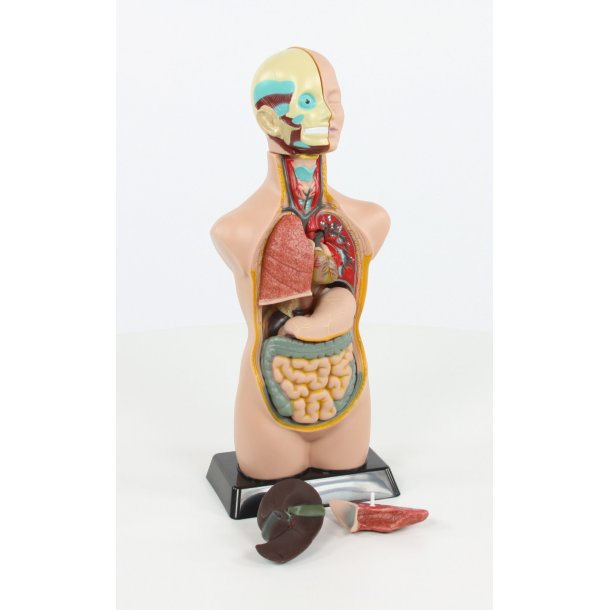 Torso 50 cm