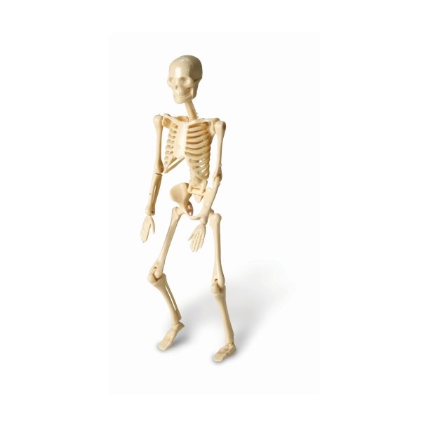 Skeletmodeller. 4 samlest af 16 dele.
