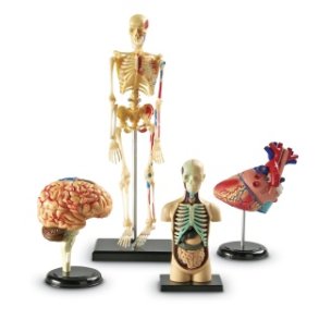 Anatomist (hjerne,skelet,hjerte,krop)