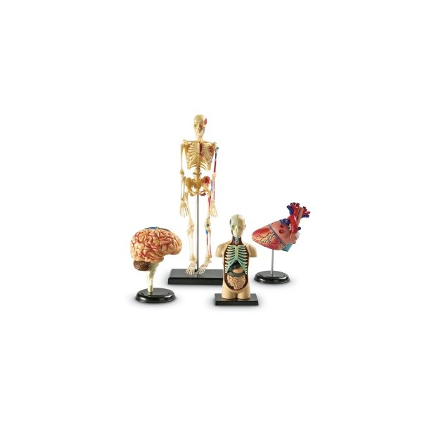 Anatomist (hjerne,skelet,hjerte,krop)