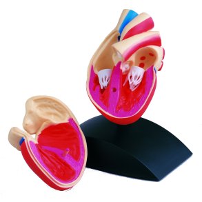 Hjertemodel inkl. stander